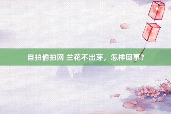 自拍偷拍网 兰花不出芽，怎样回事？