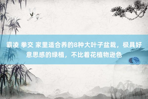 霸凌 拳交 家里适合养的8种大叶子盆栽，极具好意思感的绿植，不比着花植物逊色