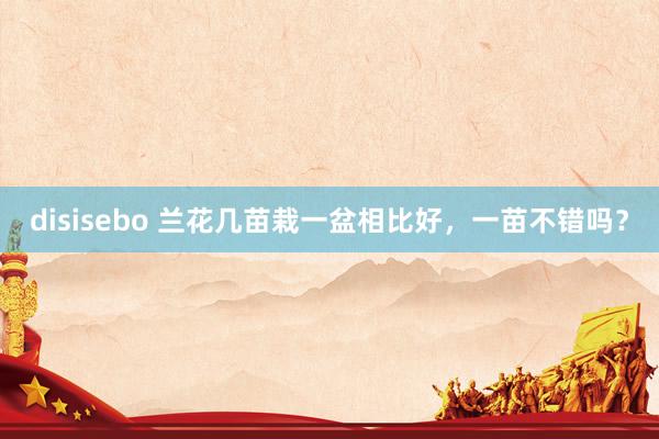 disisebo 兰花几苗栽一盆相比好，一苗不错吗？