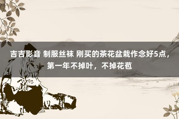 吉吉影音 制服丝袜 刚买的茶花盆栽作念好5点，第一年不掉叶，不掉花苞